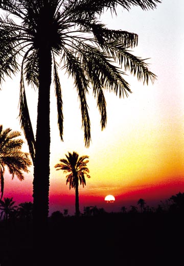 نخيل الأحواز .. عنوان الارض العربية